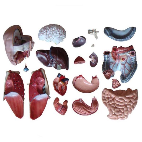 A20104 Anatomia 3