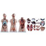 85 cm Sexless Torso 20 Parts - Image 5
