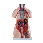 85 cm Unisex Torso 40 Parts - Image 2