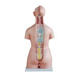 85 cm Unisex Torso 40 Parts - Image 3