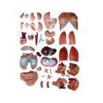 85 cm Unisex Torso 40 Parts - Image 4