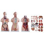 85 cm Unisex Torso 40 Parts - Image 5