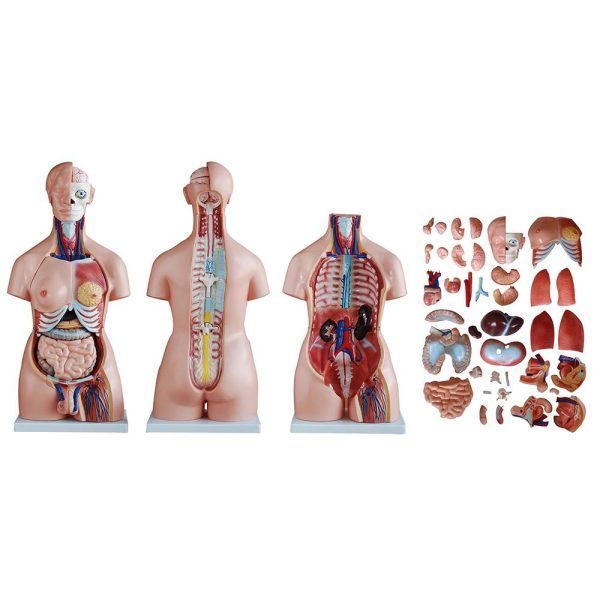 A20105 Anatomia 4