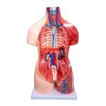 85 cm Unisex Muscular Torso 30 Parts - Image 2