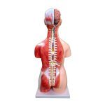 85 cm Unisex Muscular Torso 30 Parts - Image 3