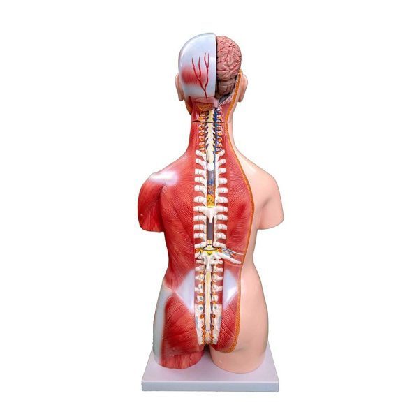 A20106 Anatomia 2