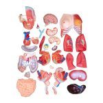 85 cm Unisex Muscular Torso 30 Parts - Image 4