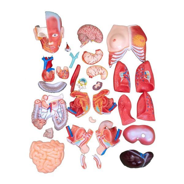 A20106 Anatomia 3