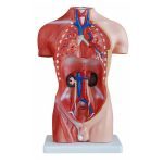 Male Torso 13 Parts 42 cm - Image 2