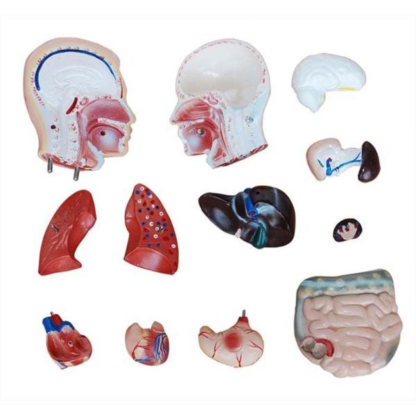 A20201 Anatomia 2