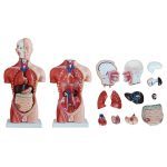 Male Torso 13 Parts 42 cm - Image 4