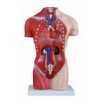 Female Torso 15 Parts 42 cm - Image 2