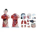 Female Torso 15 Parts 42 cm - Image 3