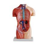 42 cm Sexless Torso 18 Parts - Image 2
