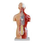42 cm Sexless Torso 18 Parts - Image 3