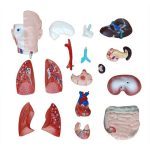 42 cm Sexless Torso 18 Parts - Image 4