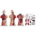 42 cm Sexless Torso 18 Parts - Image 5