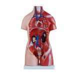 45 cm Unisex Torso 23 Parts - Image 2