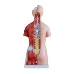 45 cm Unisex Torso 23 Parts - Image 3