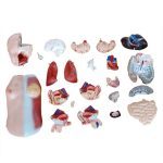 45 cm Unisex Torso 23 Parts - Image 4