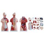 45 cm Unisex Torso 23 Parts - Image 5