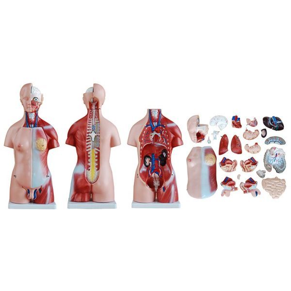 A20204 Anatomia 4