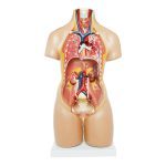 55 cm Unisex Torso 20 Parts - Image 2