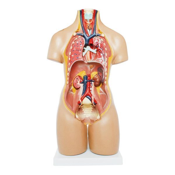 A20205 Anatomia 1