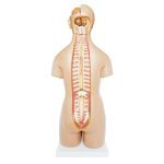 55 cm Unisex Torso 20 Parts - Image 3