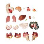 55 cm Unisex Torso 20 Parts - Image 4