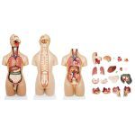 55 cm Unisex Torso 20 Parts - Image 5