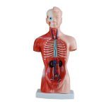 26 cm Torso 15 Parts - Image 2