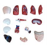 26 cm Torso 15 Parts - Image 3