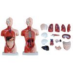 26 cm Torso 15 Parts - Image 4