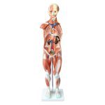 Human Muscle Model Male 80 cm 27 Parts - Image 2