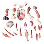 Human Muscle Model Male 80 cm 27 Parts - Image 3