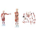 Human Muscle Model Male 80 cm 27 Parts - Image 4
