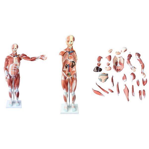 A20401 Anatomia 3