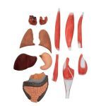 Life-Size Human Muscle Model 29 Parts - Image 3