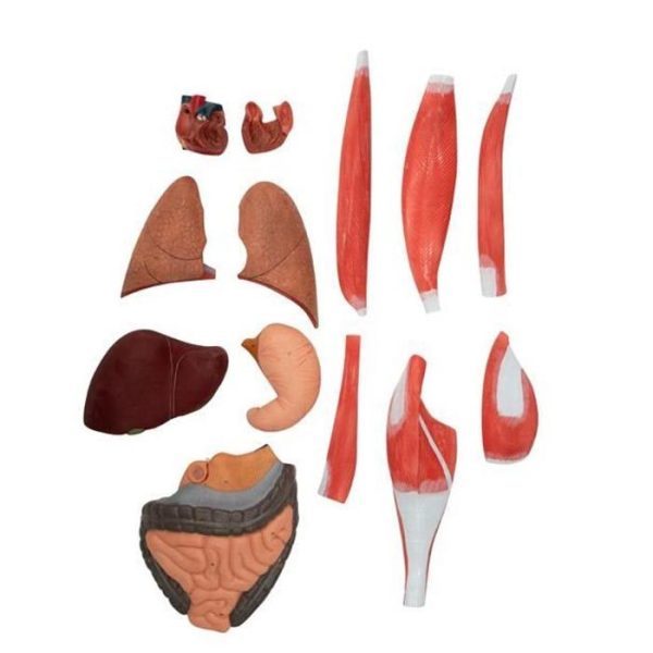 A20402 Anatomia 2