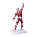 Human Muscle Model Male 50 cm 1 Part - Image 2