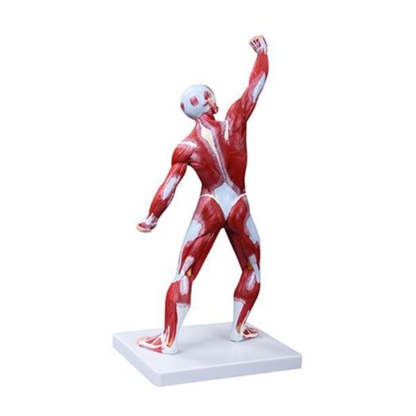 A20403 Anatomia 1