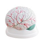 New Style Brain Model - Image 3
