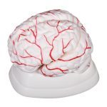 Brain with Arteries 8 Parts - Image 2