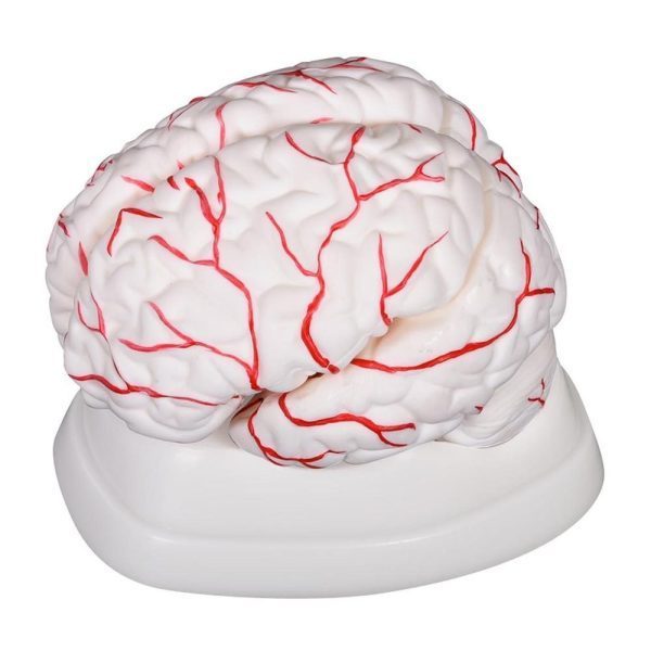 A30103 Anatomia 1