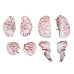 Brain with Arteries 8 Parts - Image 3