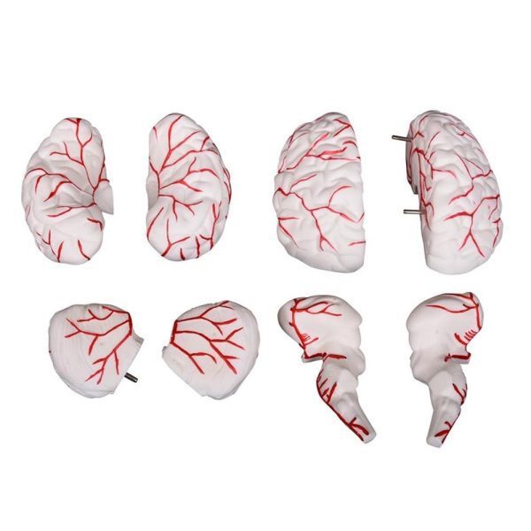 A30103 Anatomia 2