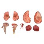 Brain with Arteries 9 Parts - Image 2