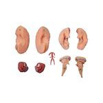 Brain Model - Image 2