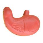 Stomach Model - Image 2